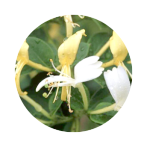 Le Chèvrefeuille, Prince des Jardins